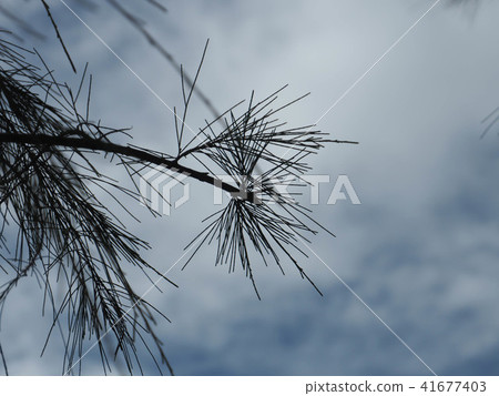 The leaves of the pine trees in the rain without s The leaves of the pine trees in the rain without s 41677403