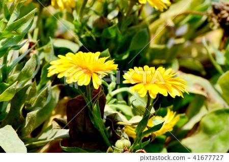 在三鷹Senkawa公園的金盞草 在三鷹Senkawa公園的金盞草 41677727