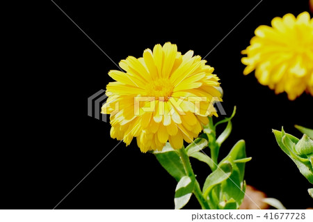 Calendula in the Mitaka Senkawa Park Calendula in the Mitaka Senkawa Park 41677728