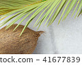 Tropical Nature Background Ripe Coconut Palm Leaf 41677839