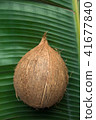 Tropical Nature Background Coconut Palm Leaf 41677840