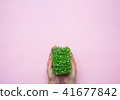 Young Caucasian Woman Holds in Hand Green Srouts 41677842