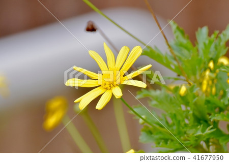 Choledopsis blooming in Mitaka Nakahara Choledopsis blooming in Mitaka Nakahara 41677950