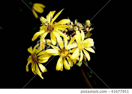 Flowers of Zwabuki blooming in Mitaka Nakahara Flowers of Zwabuki blooming in Mitaka Nakahara 41677951