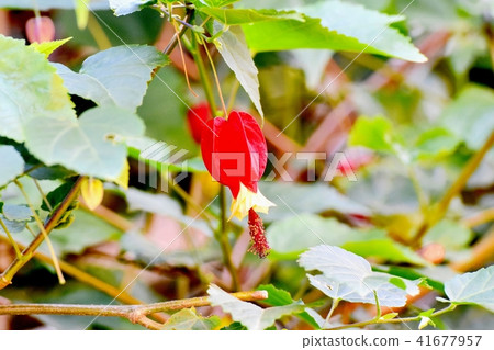 開花在三鷹中原的提洛爾燈 41677957