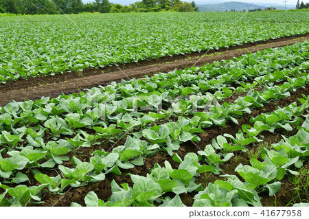 拍攝在北海道奧托布町沒有捲起的捲心菜田的初夏的風景 41677958