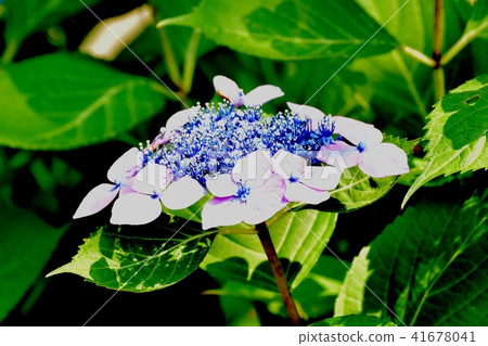 在三鷹中原開花的Hakuji繡球花 41678041