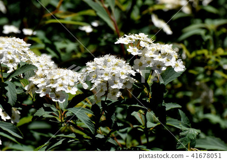 Kodemari在三鷹中原開花 41678051