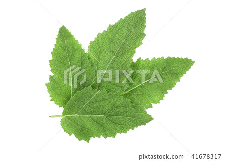 Sage leaves or Salvia officinalis isolated on white background 41678317
