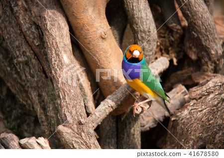 The Gouldian finch or Erythrura gouldiae, male, aka the Lady Gouldian finch, Goulds finch or the 41678580
