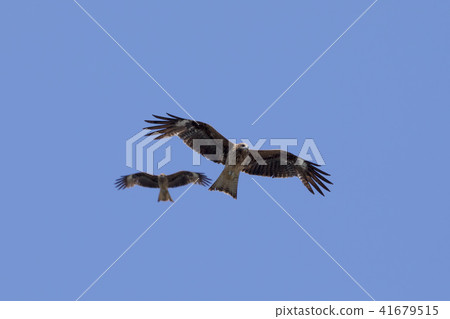 Dancing the blue sky 41679515