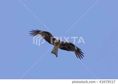 Dancing the blue sky Dancing the blue sky 41679517