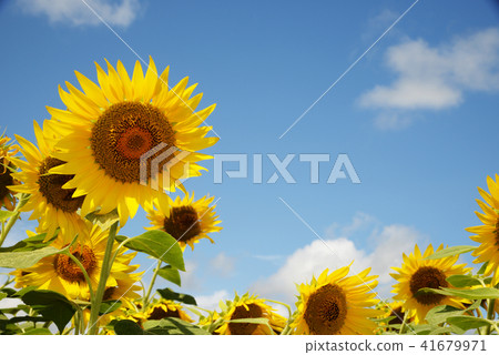 向日葵向日葵向日葵夏天拷貝空間生動的黃色自然 向日葵向日葵向日葵夏天拷貝空間生動的黃色自然 41679971