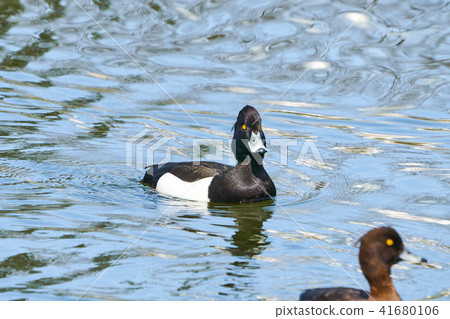 黑鰭金槍魚的雄性 41680106