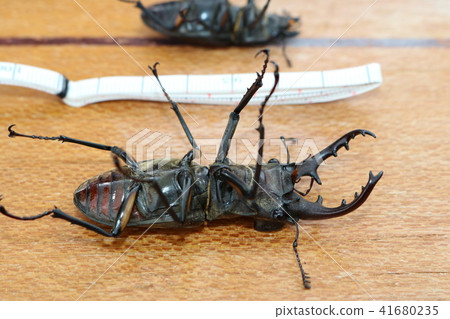 Stag beetle Stag beetle 41680235