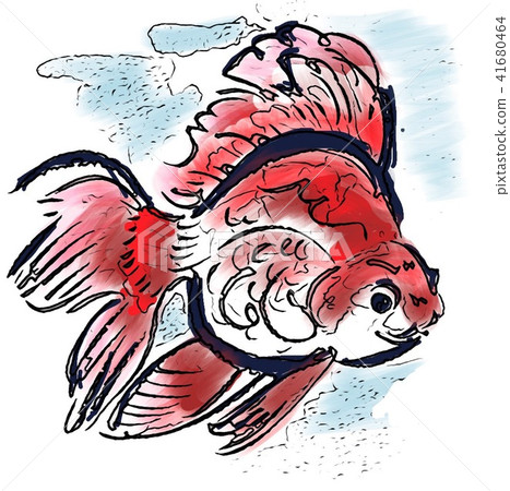 金魚 41680464
