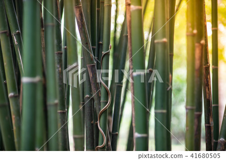 green snake is on the bamboo. green snake is on the bamboo. 41680505