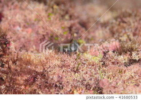 Nanjyo Midorihaze Nanjyo Midorihaze 41680533