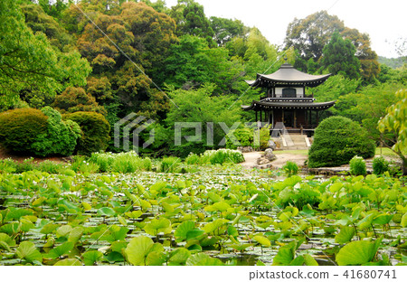 Semi-summer students at the Temple and Water Lilies Semi-summer students at the Temple and Water Lilies 41680741