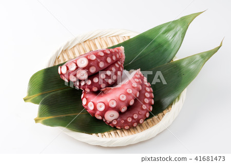 octopus octopus 41681473