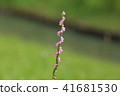 Spiranthes sinensis 41681530