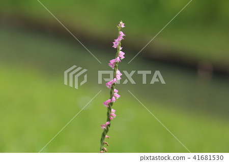 Spiranthes sinensis 41681530