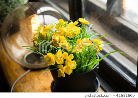 Yellow flowers in a pot and an electric lamp on Yellow flowers in a pot and an electric lamp on 41681600
