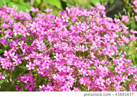 Pictures of multiple red-purple flowers densely populated with Imokitabami in the fresh green season focusing on the center of the image 41681637