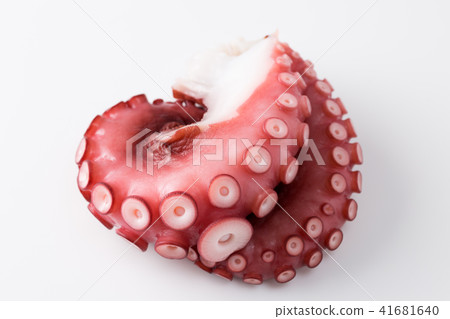 octopus octopus 41681640