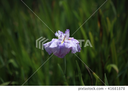 Flower shovel Flower shovel 41681878