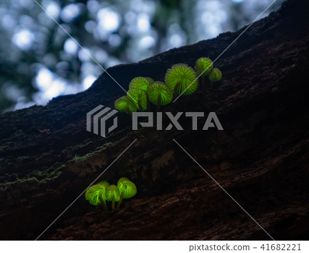 信濃Tomoshibi Take 41682221