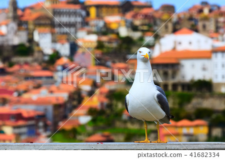 Seagull and Porto, Portugal panorama Seagull and Porto, Portugal panorama 41682334