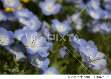 喜林草 喜林草 41682405