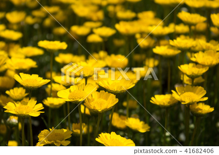 黃花 黃花 41682406