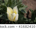 白色鬱金香 41682410