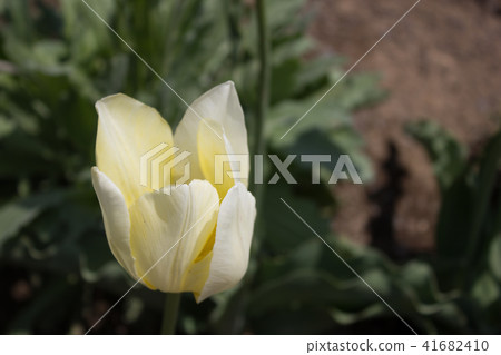 白色鬱金香 白色鬱金香 41682410