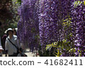 紫藤 41682411
