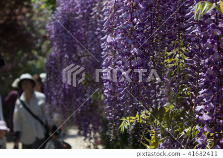 紫藤 紫藤 41682411