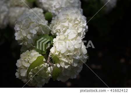 Oodemari Oodemari 41682412