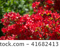 映山紅 41682413