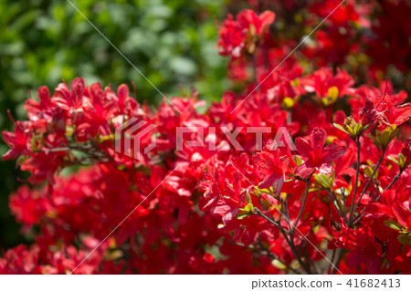 映山紅 映山紅 41682413