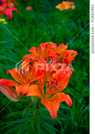 Ezokanzou大象花園 Ezokanzou大象花園 41682465