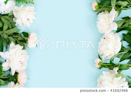 Fresh peony flowers Fresh peony flowers 41682466