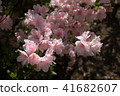 映山紅 41682607