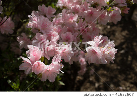 映山紅 映山紅 41682607