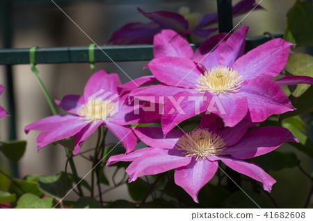 熟食店 熟食店 41682608