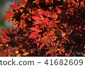 秋天的樹葉 41682609