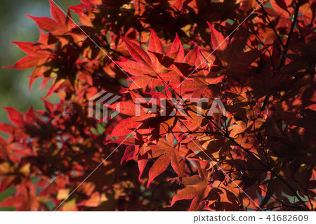 秋天的樹葉 秋天的樹葉 41682609