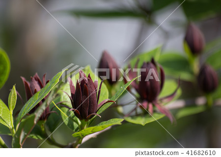 Kurobana Rubai Kurobana Rubai 41682610