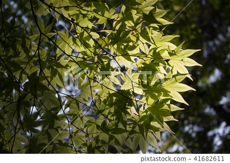 藍楓 藍楓 41682611